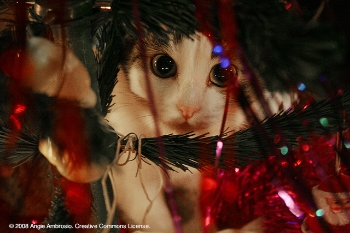 The-12-Pet-Hazards-of-Christmas-Series-Day-1-Tinsel The-12-Pet-Hazards-of-Christmas-Series-Day-1-Tinsel