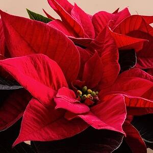 poinsettia