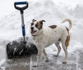 dog-at-door-ice-melter dog-at-door-ice-melter
