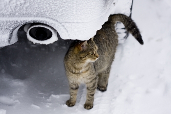 Cat outside in the cold of winter and under a car