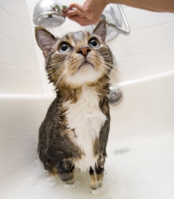 Bath Time Why And How You Should Bathe Your Cat