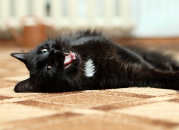 cat-tooth-absorption cat-tooth-absorption