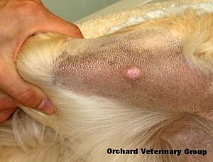 dog with shaved leg and a bump under the skin