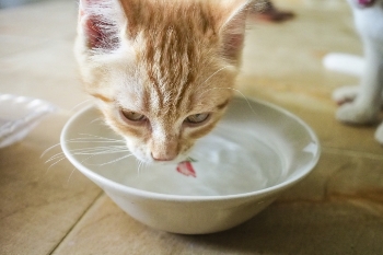 Cat drinking more water