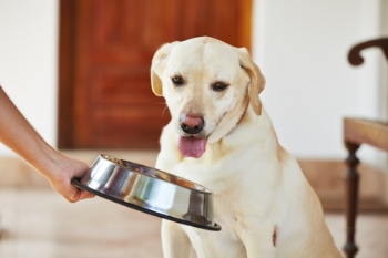 pets training