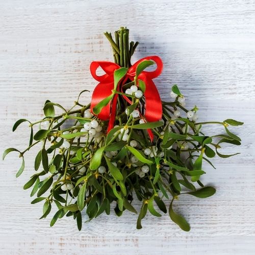 The-12-Pet-Hazards-of-Christmas-Series-Day-3-Mistletoe The-12-Pet-Hazards-of-Christmas-Series-Day-3-Mistletoe