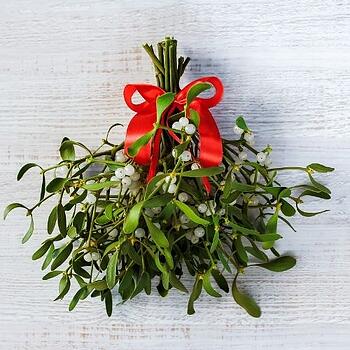 mistletoe toxic for animals