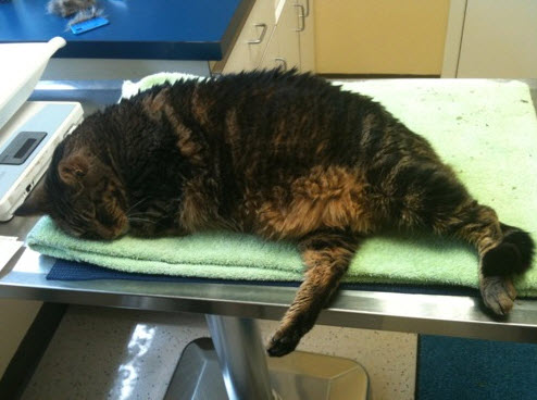 Fat_Cat’__‘Portly_Pooch-Image-2