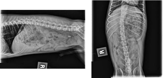 dog ate gorilla glue xray 