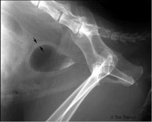 cat can't pee feline urethral obstruction xray