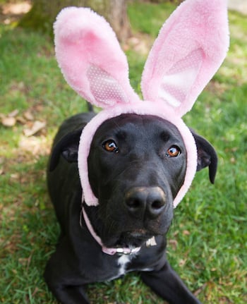 black lab mix dog wearing pink easter bunny ears