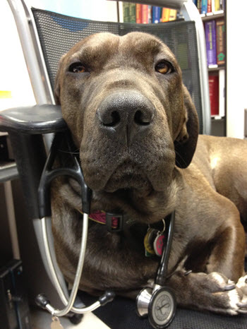 dog sitting in veterinarians chair