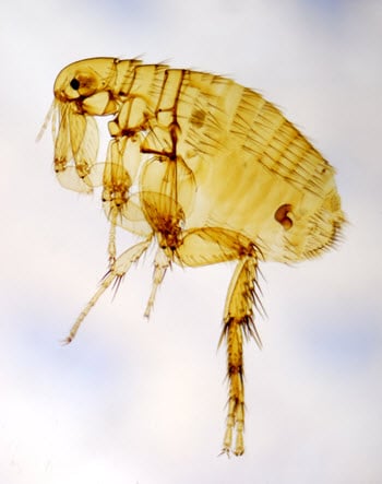 what a flea looks like
