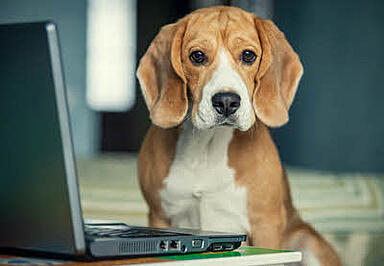 resource-library-for-dogs