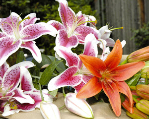 cat-lilies-hot-4