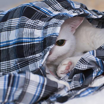 cat-stress-causes