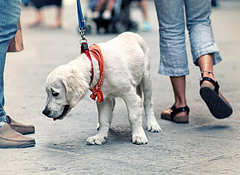 leash-walking-dog-rec