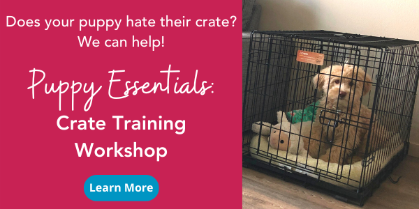 Everything You Need To Know About Crate Training Your Puppy Or Adult Dog,Chuck Steak Recipes Slow Cooker