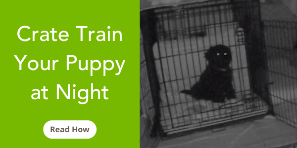 How to Crate Train Your Puppy