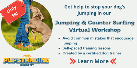 $9 PEW puppy jumping and counter surfing workshop