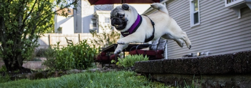 How To Puppy-Proof Your Home And Yard