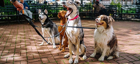 four dogs on the end of a leash on a walk