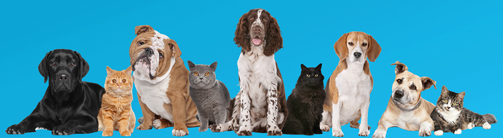 101 book tips cat and dog