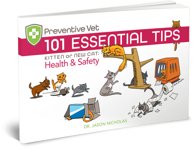 101-Essential-Cat-Health-Safety-Tips.png
