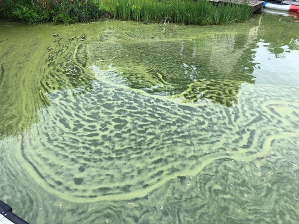 2020 JUL 16 Great Herring Pond MA - 1st documented bloom event - Photo Evie Saunders pic 1