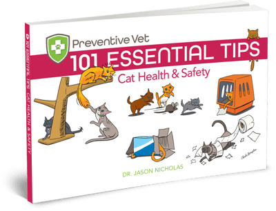 cat health and safety tips