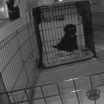 how long to crate a dog at night