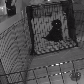 getting puppy to sleep in crate