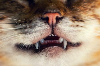 350-cat-nose-and-mouth