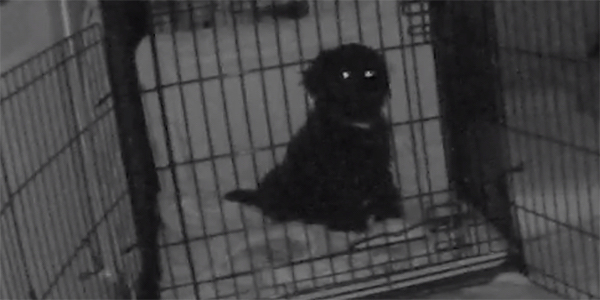 puppy being crate trained at night