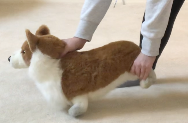 Alternative Control Position Example for Small Dogs with Stuffed Dog