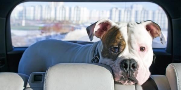 American bulldog terrier anxious about riding in the car