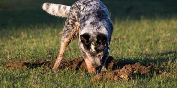 Australian Cattle Dog digging in yard