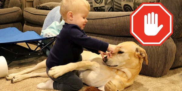 Baby touching dog dog aggression