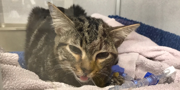 cat sick from laundry soap