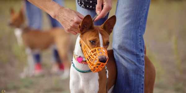 Basenji dog wearing a bright orange basket muzzle with owner adjusting strap from behind