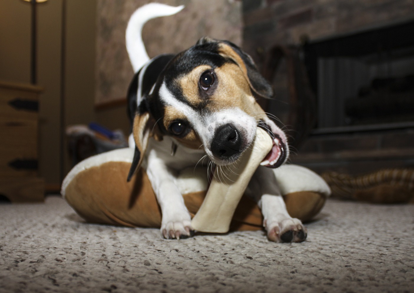 best dog chews