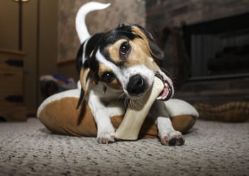Image result for bamboo chews for dogs