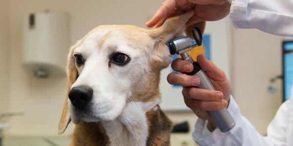 Beagle getting ears examined at vet