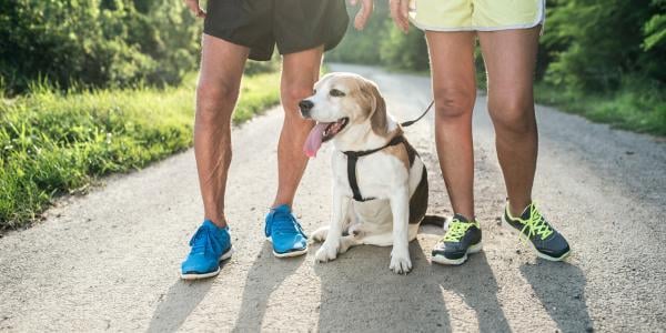 Beagle resting during run