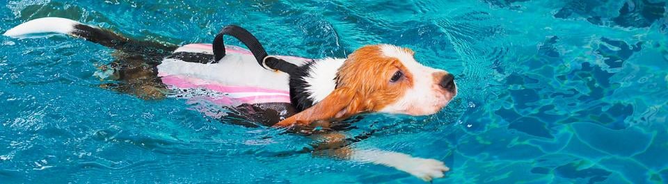 Beagle swimming in pool wearing life jacket