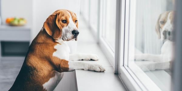 Beagle waiting and watching for owner at window sill