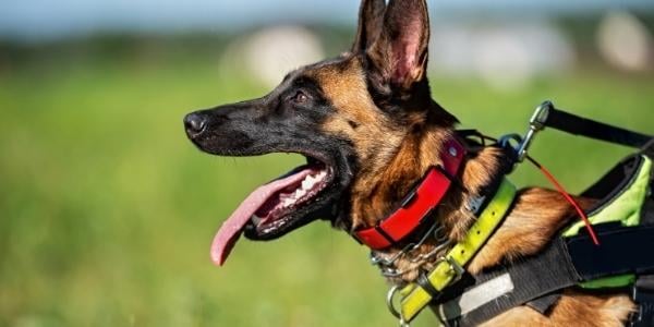 Belgian Malinois wearing shock and prong aversive collars