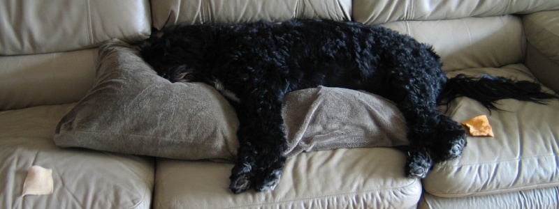 Portuguese water dog sleeping with rawhides