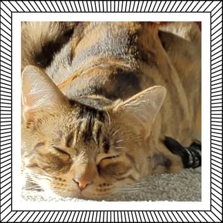 Betti-LeeAnnas-cat