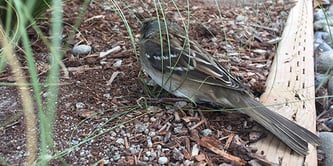 Bird1
